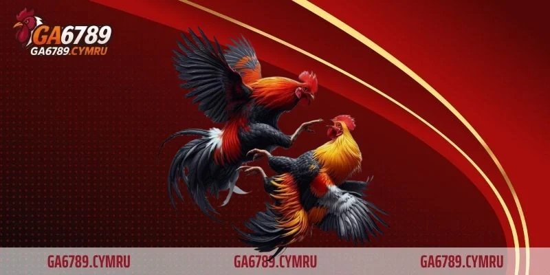 Tầm quan trọng của việc băng cựa gà đá