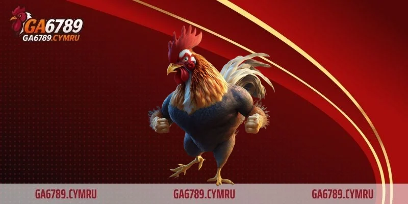 Các dòng gà đá hiện nay và bí quyết chọn lựa chuẩn xác