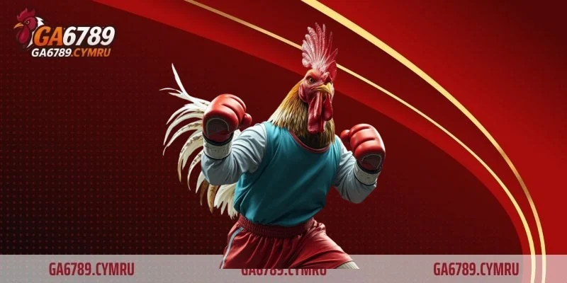 Gà Asil lai - Các dòng gà đá hiện nay