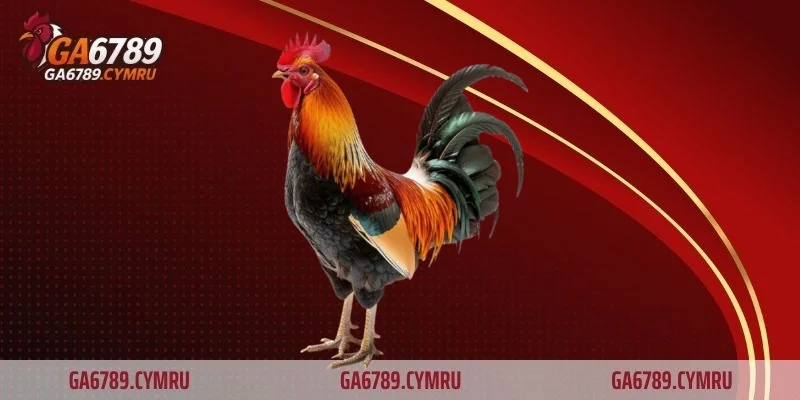 Đá gà theo luật quốc tế