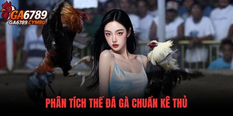 Phân Tích Thế Đá Gà Chuẩn Kê Thủ Trước Khi Vào Tiền